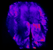 191009_OrcoChrs_ElavGC6s_ad2_GG_00002_movie-1